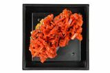 Bright Orange Crocoite Crystal Cluster - Tasmania #148510-3